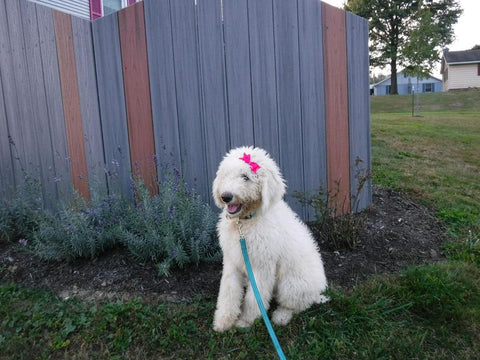 F1B Sheepadoodle For Sale Baltic, OH Male- Charley