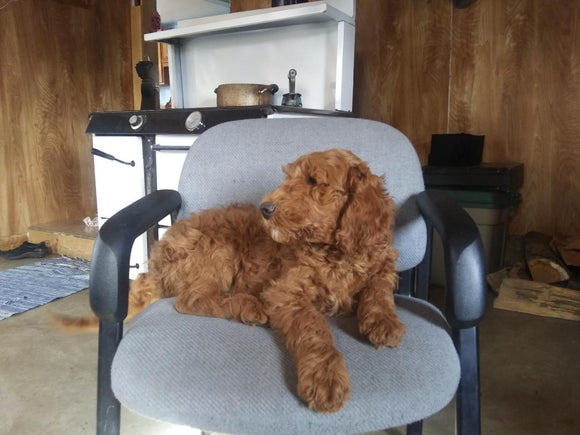 F2 Standard Goldendoodle For Sale New Waterford, OH Male- Rusty