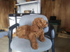 F2 Standard Goldendoodle For Sale New Waterford, OH Male- Rusty