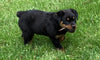 Rottweiler For Sale Danville, OH Female- Aspen