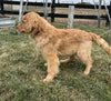 AKC Registered Golden Retriever For Sale Millersburg OH Male-Pablo