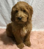 F1B Mini Goldendoodle For Sale Holmesville, OH Male - Victor