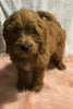 F1B Mini Goldendoodle For Sale Holmesville, OH Male - Victor