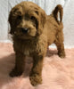 F1B Mini Goldendoodle For Sale Holmesville, OH Male - Victor