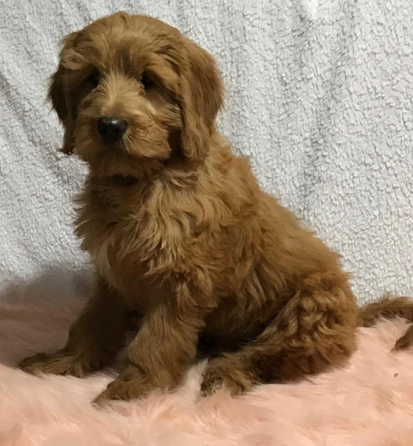 F1B Mini Goldendoodle For Sale Holmesville, OH Male - Victor